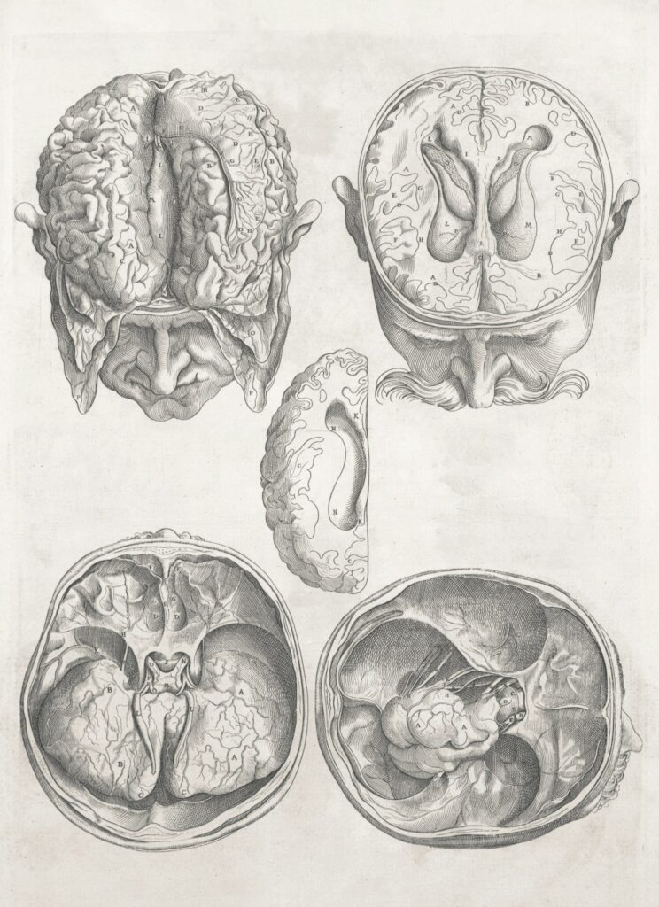 Detailed anatomical drawings of the human brain